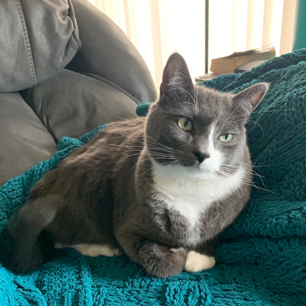 Cat Friendly/Smoke Free Home
